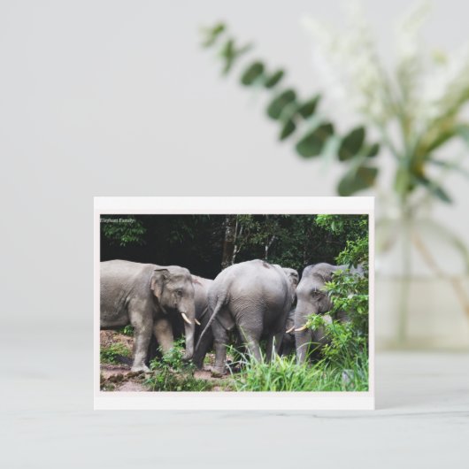 アジアゾウ ポストカード (スタンド正面)
