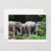 アジアゾウ ポストカード (正面/裏面)