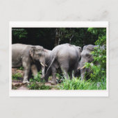 アジアゾウ ポストカード (正面)