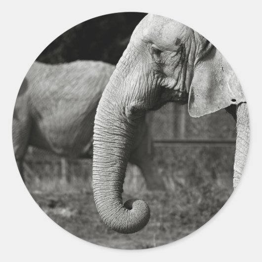 アジアンゾウのシール ラウンドシール (正面)