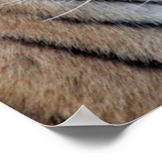 アジアンタイガー ポスター (角)