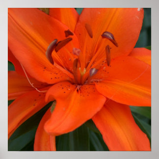 アジアンリリー ポスター