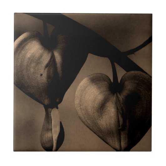 アジア出血性ハートラムプロカープノス美術写真 タイル (正面)