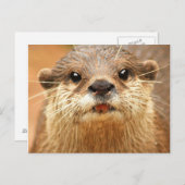 アジア小さい引き裂かれたカワウソ ポストカード (正面/裏面)