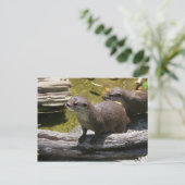 アジア産の爪の小さいカワウソ ポストカード (スタンド正面)