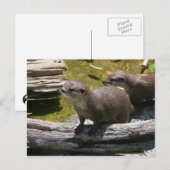 アジア産の爪の小さいカワウソ ポストカード (正面/裏面)