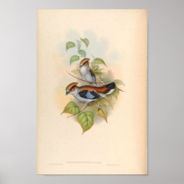 アジア産ヴィンテージ ポスター