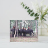 アジア象はがき ポストカード (スタンド正面)