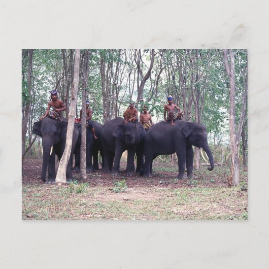 アジア象はがき ポストカード (正面)