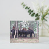 アジア象はがき ポストカード (スタンド正面)