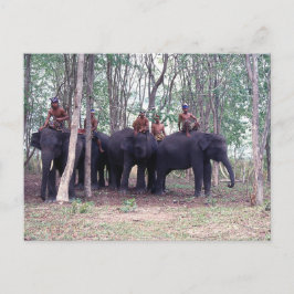 アジア象はがき ポストカード