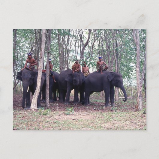 アジア象はがき ポストカード (正面)
