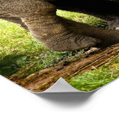 アジア象保護の雌ベビー ポスター (角)