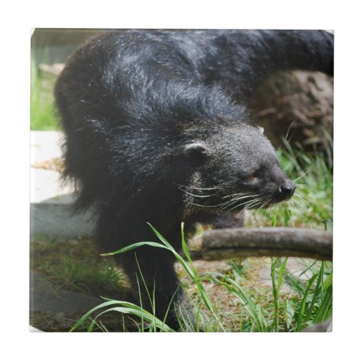 アジア闘士のタイル タイル (正面)