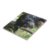 アジア闘士のタイル タイル (側面)