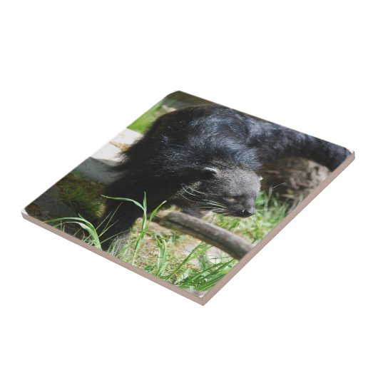 アジア闘士のタイル タイル (側面)