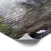 アジア黒熊のポスター ポスター (角)