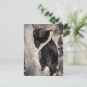 アジア黒熊 ポストカード (スタンド正面)