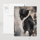 アジア黒熊 ポストカード (正面/裏面)