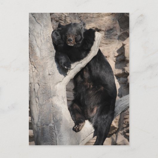 アジア黒熊 ポストカード (正面)