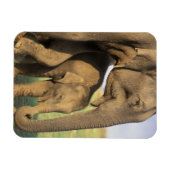 アジア、インド、ナルガホール国立公園。インディアン マグネット (横)