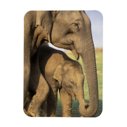 アジア、インド、ナルガホール国立公園。インディアン マグネット (縦)