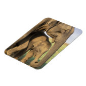 アジア、インド、ナルガホール国立公園。インディアン マグネット (左側)