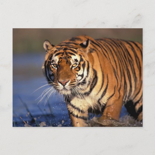 アジア、インド、ベンガルのタイガー・パンテラtigris) ポストカード (正面)