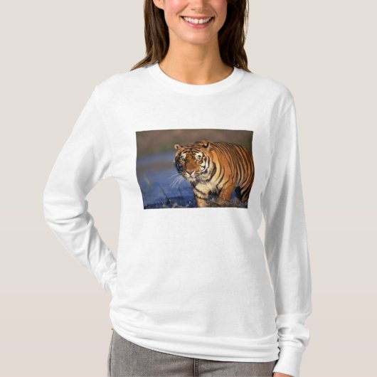 アジア、インド、ベンガルのタイガー・パンテラtigris) tシャツ (正面)