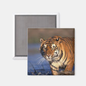 アジア インド ベンガルトラ (Panthera tigris) マグネット (正面/裏面)