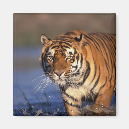 アジア インド ベンガルトラ (Panthera tigris) マグネット (正面)