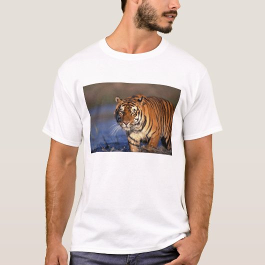 アジア インド ベンガルトラ (Panthera tigris) Tシャツ (正面)