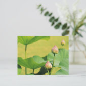 アジア、タイ、バンコク。ロータス・グランド・パレス ポストカード (スタンド正面)