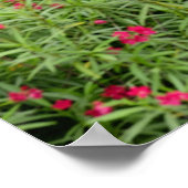 アジア、ミャンマー（ビルマ）、バガン(異教の)。牛 ポスター (角)