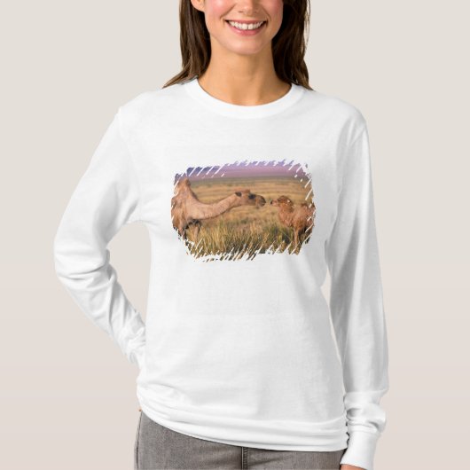 アジア、モンゴル、ゴビ砂漠、グレートゴビ Tシャツ (正面)