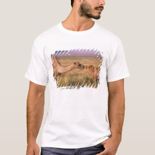 アジア、モンゴル、ゴビ砂漠、グレートゴビ Tシャツ