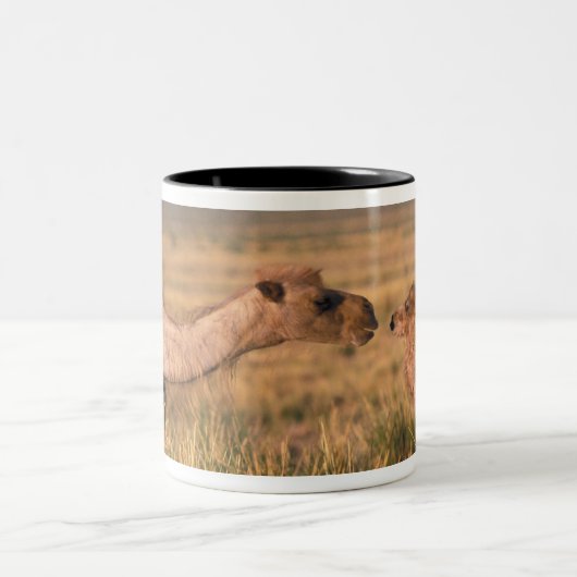 アジア、モンゴル、ゴビ砂漠、ゴビ素晴らしー ツートーンマグカップ (中央)