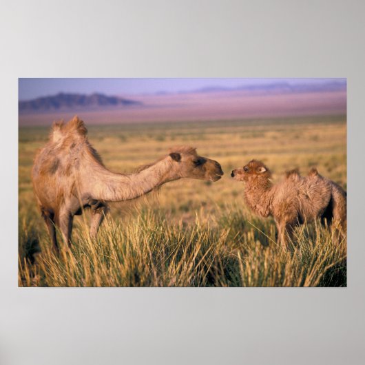 アジア、モンゴル、ゴビ砂漠、ゴビ素晴らしー ポスター (正面)