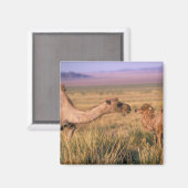 アジア、モンゴル、ゴビ砂漠、ゴビ素晴らしー マグネット (正面/裏面)