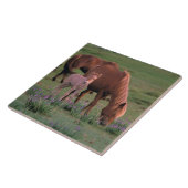 アジア、モンゴル、ゴビ砂漠。野生の馬 タイル (側面)