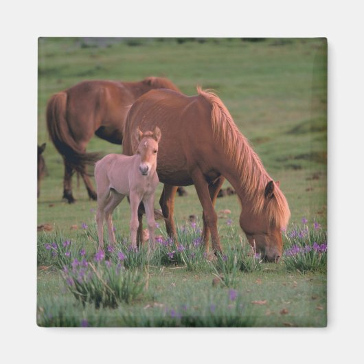 アジア、モンゴル、ゴビ砂漠。野生の馬 マグネット (正面)