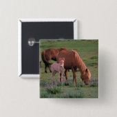 アジア、モンゴル、ゴビ砂漠。野生の馬 缶バッジ (正面&裏面)