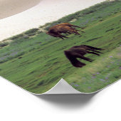 アジア、モンゴル、ゴビ砂漠。野馬。 ポスター (角)