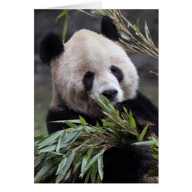 アジア、中国重慶。ジャイアントパンダ (正面)