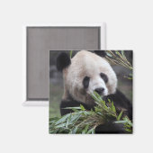 アジア、中国重慶。ジャイアントパンダ マグネット (正面/裏面)