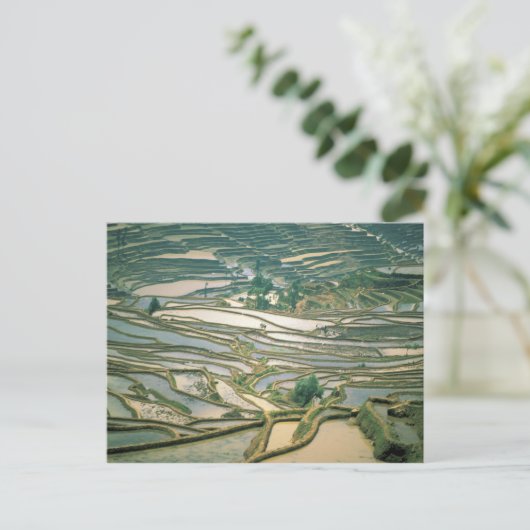 アジア、中国。ナノ付近の浸水した棚田 ポストカード (スタンド正面)