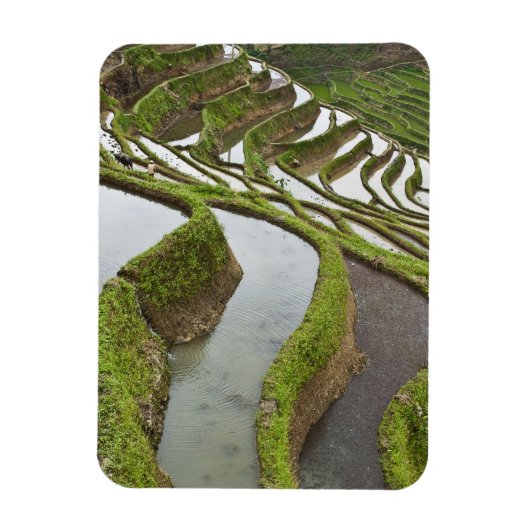 アジア, 中国, 雲南省, 元陽県。水田 マグネット (縦)