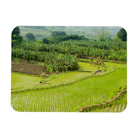 アジア、中国、雲南省、本江。バナナ マグネット (横)