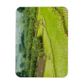 アジア、中国、雲南省、本江。バナナ マグネット (縦)