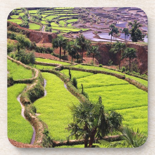 アジア、中国、雲南、本河。 2近くの棚田 コースター (正面)